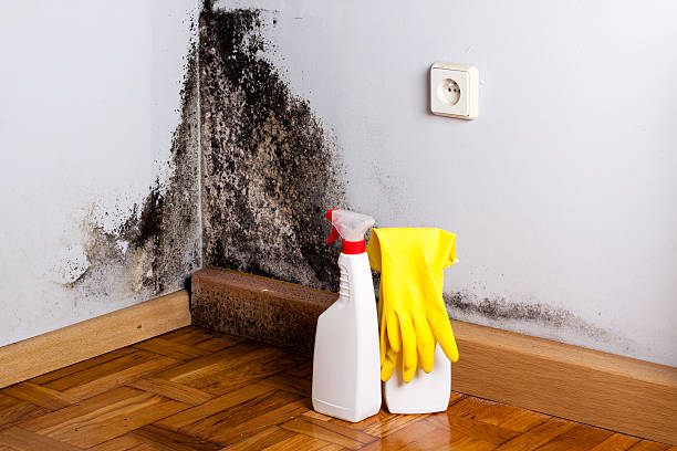 Best Black Mold Removal  in Lawrenceburg, KY